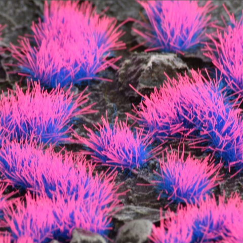 Special tufts Alien Neon (Wild)