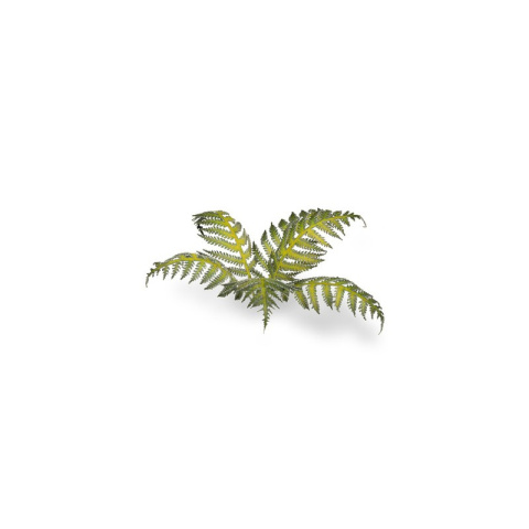 Laser Plants - Bracken Laser Plants - Bracken